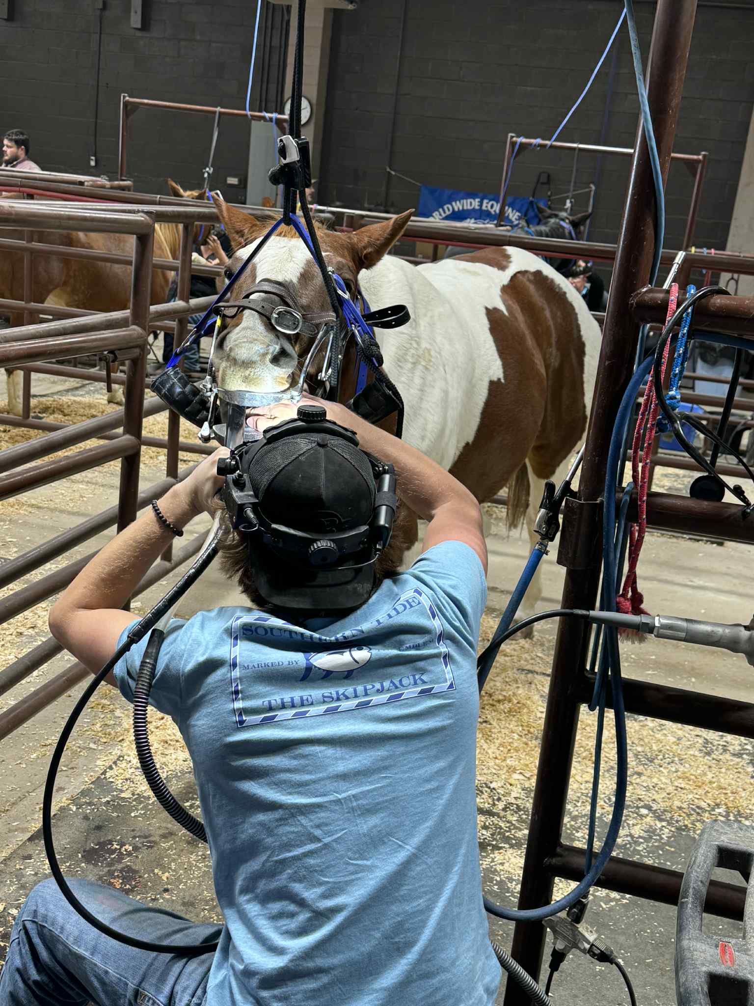 Dental work underway on a paint horse