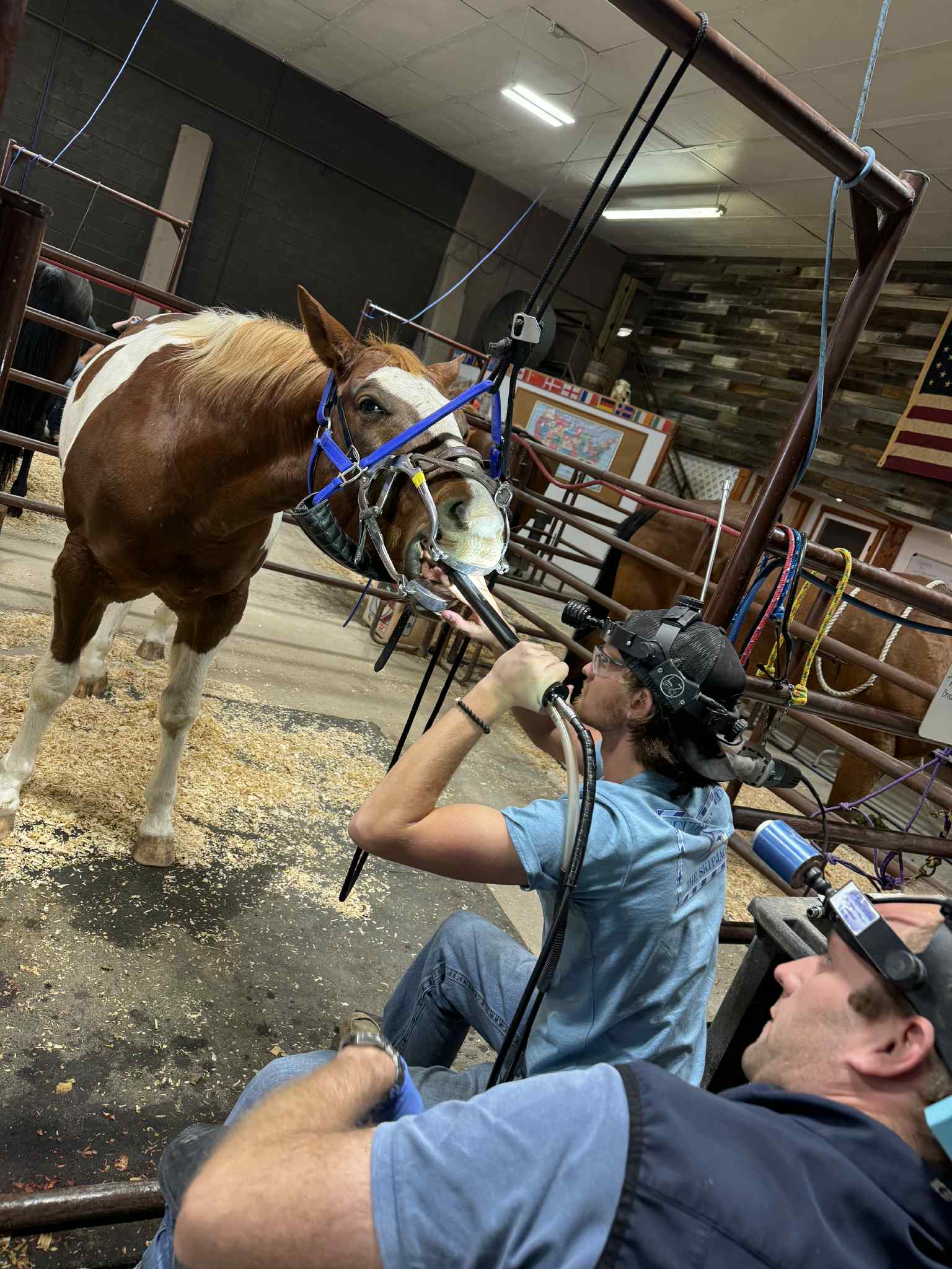 A paint horse standing quietly during a dental float