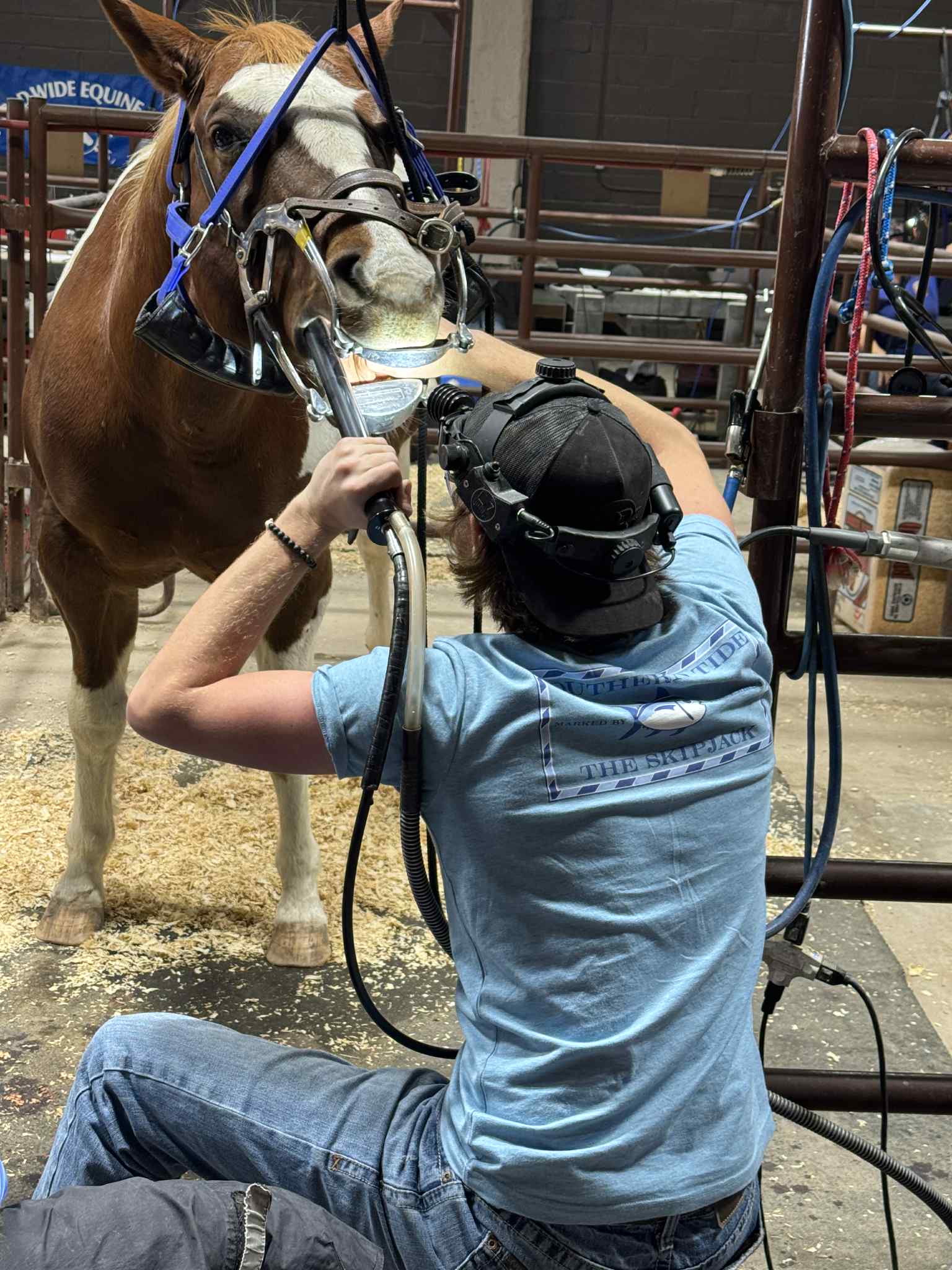 A horse in a speculum during a dental exam