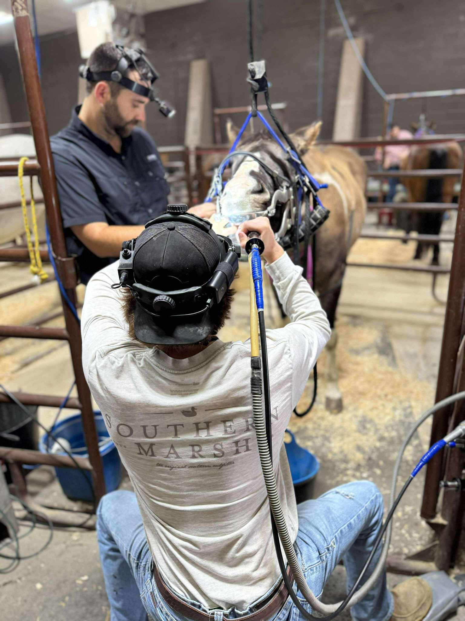 Two dentists working together on a horse