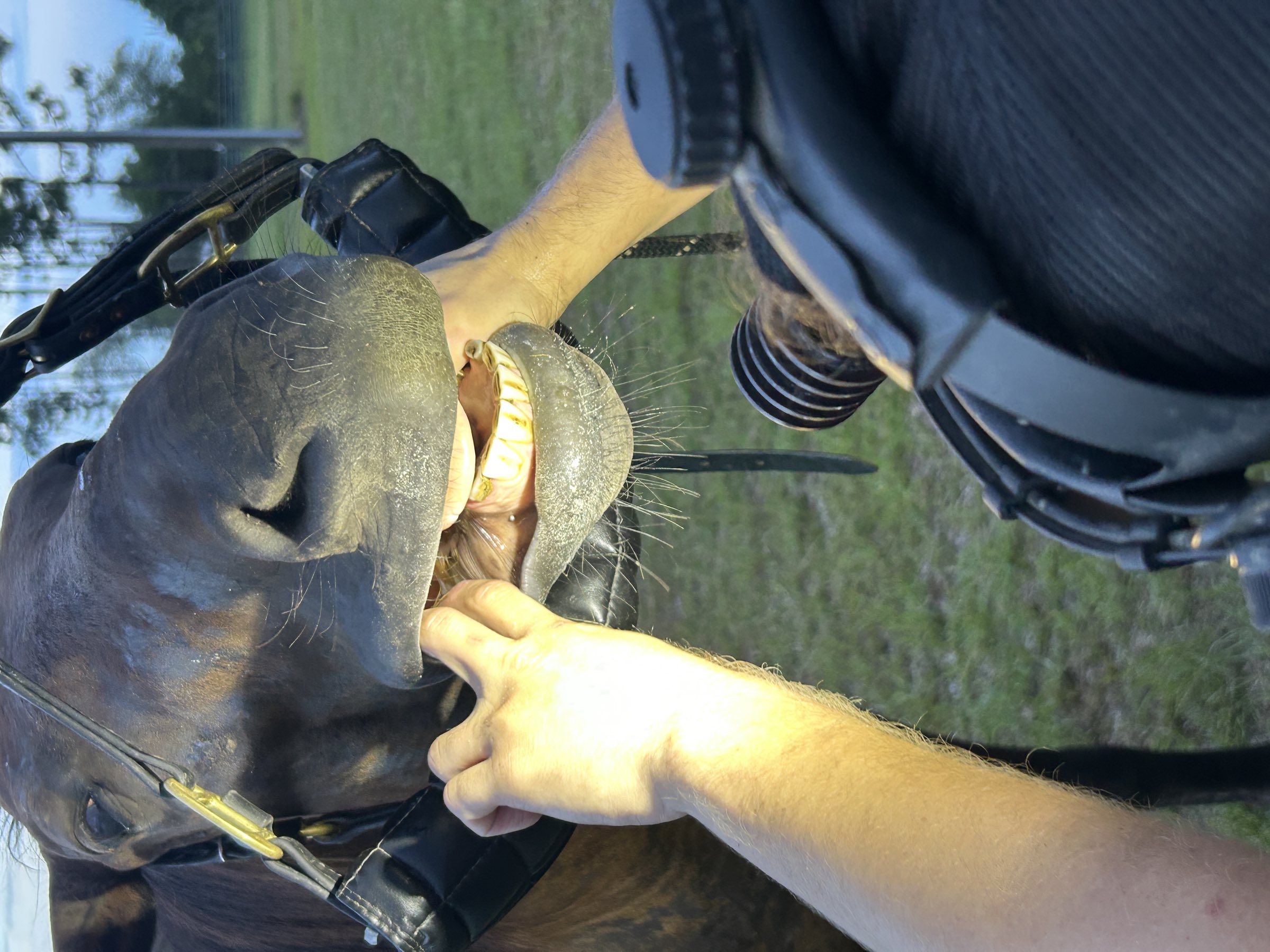 Close inspection of a horse&rsquo;s teeth